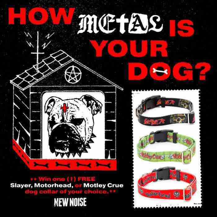 caninus collars