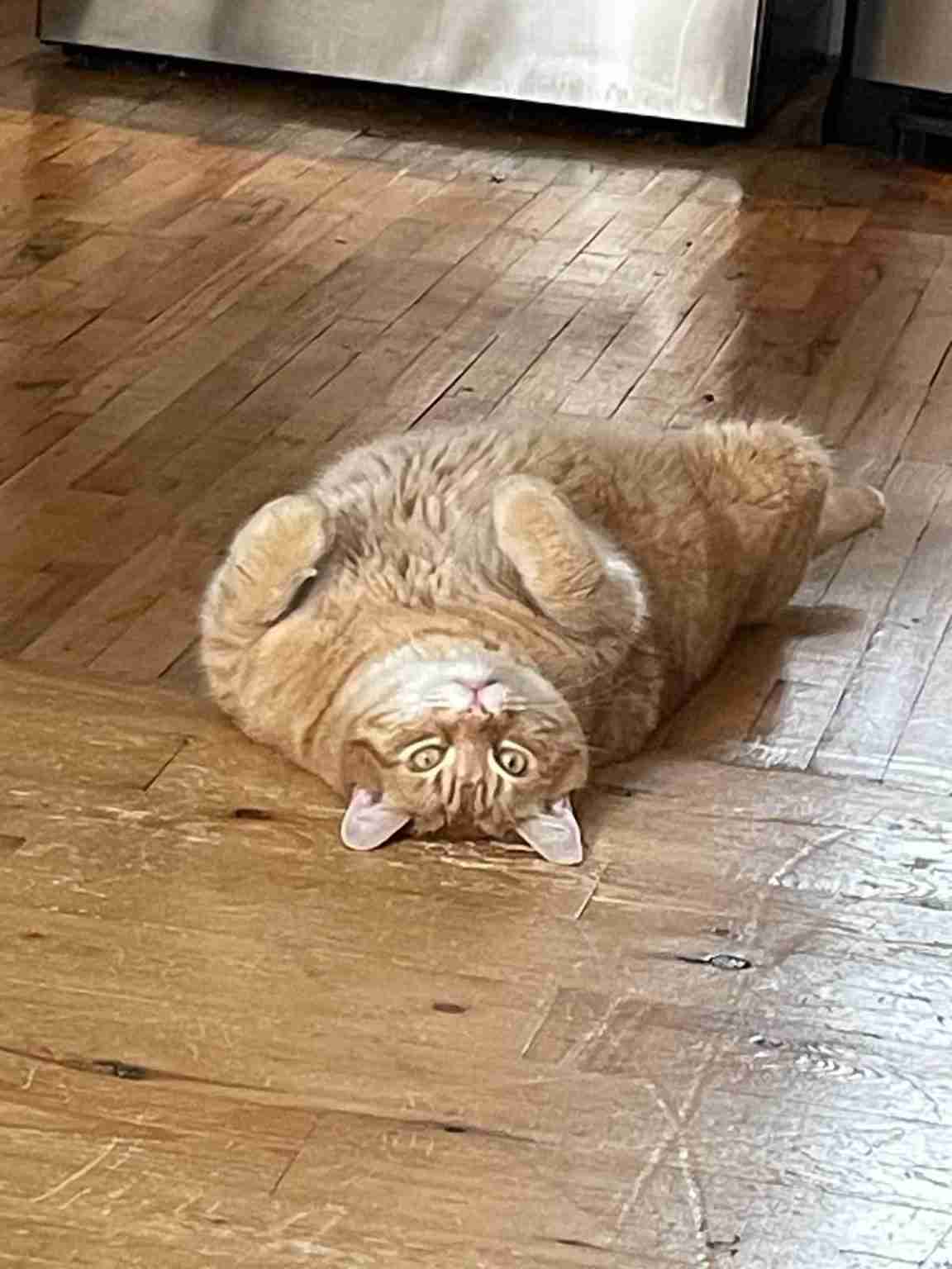 Pet Sounds #22: Sandveiss are Pals with Tom Brady And C-3PO—The Cats, that Is